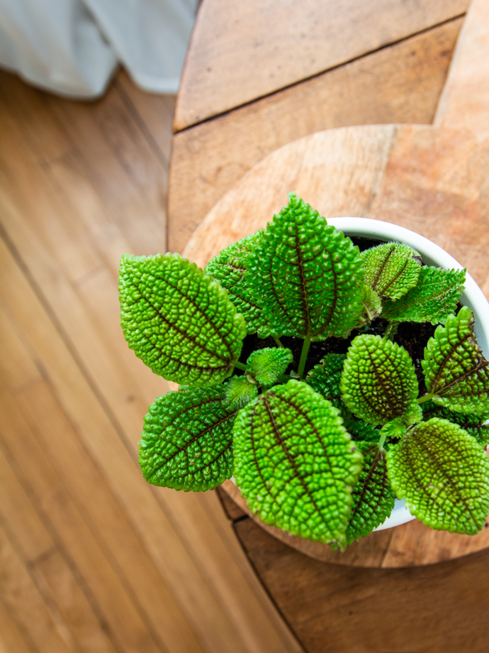 Pour changer de la Pilea Peperomiodes, optez pour la Pilea Involucrata