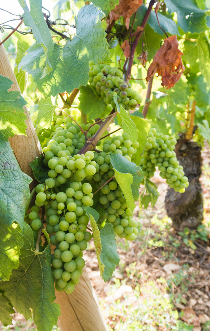 Vignes raisins blanc