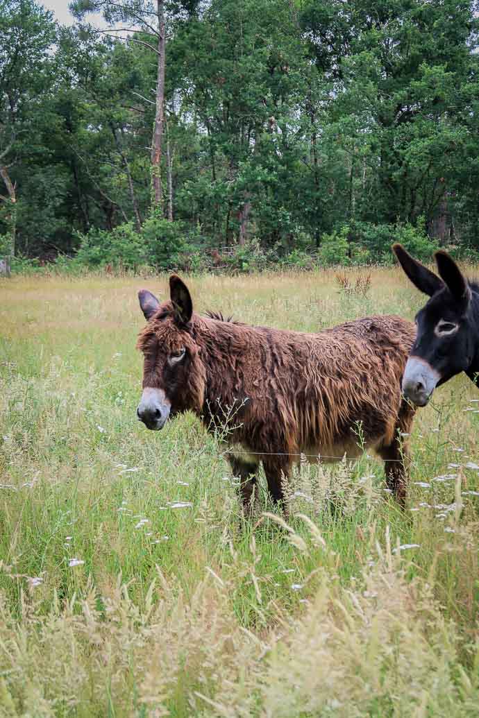 Deux ânes au coeur d'un champ