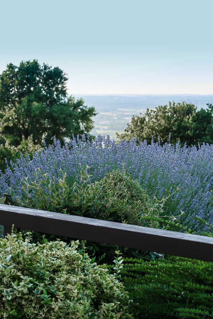 Lavande à Bergerac - Maison Forte