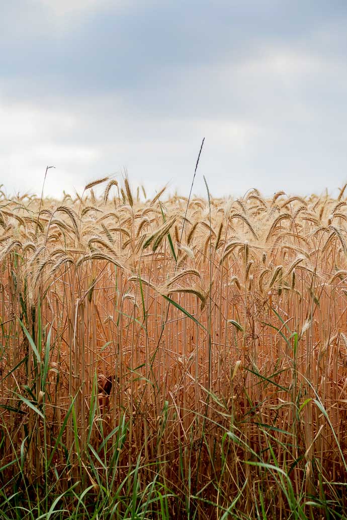 Champ de blé