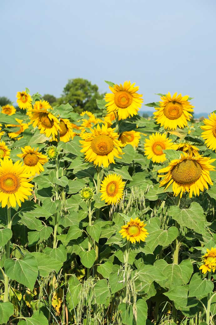 Champ de tournesol, face à la Maison Forte