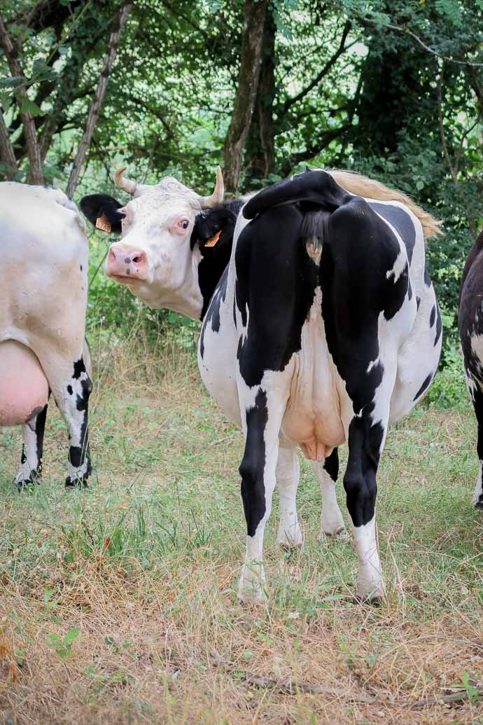 Vaches dans un champ, en forêt