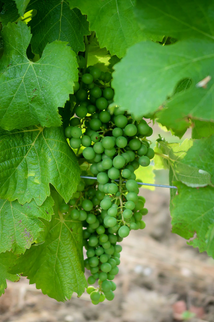 Grappe de raisins blanc du vignoble bergeracois