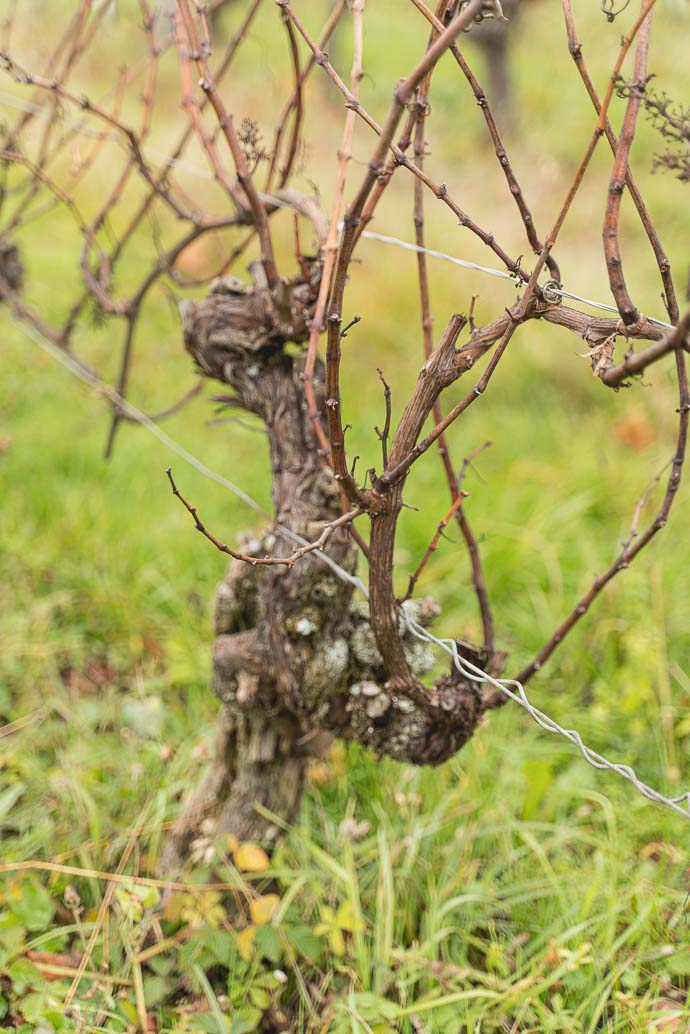 Vignes au domaine d'Eric Thill, Jura