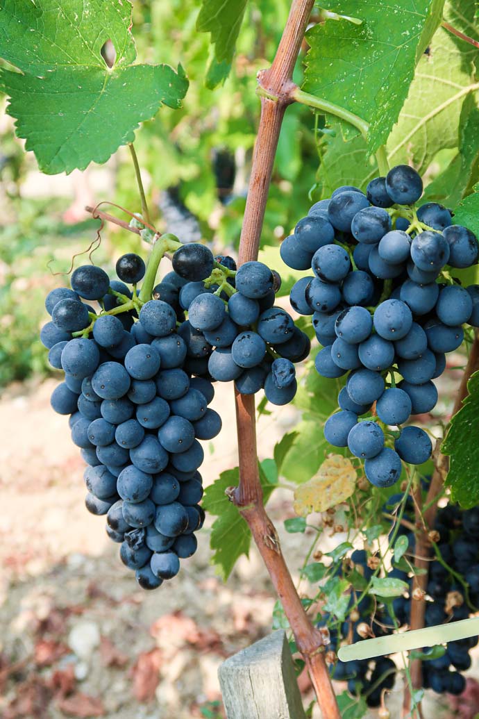 Une jolie grappe de raisin au coeur du vignoble de Cornas et Saint-Joseph, cépage Syrah
