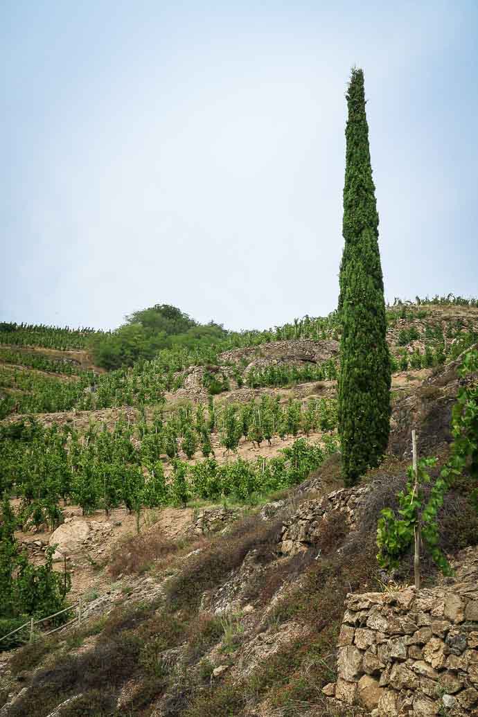 Vignoble de Saint-Joseph