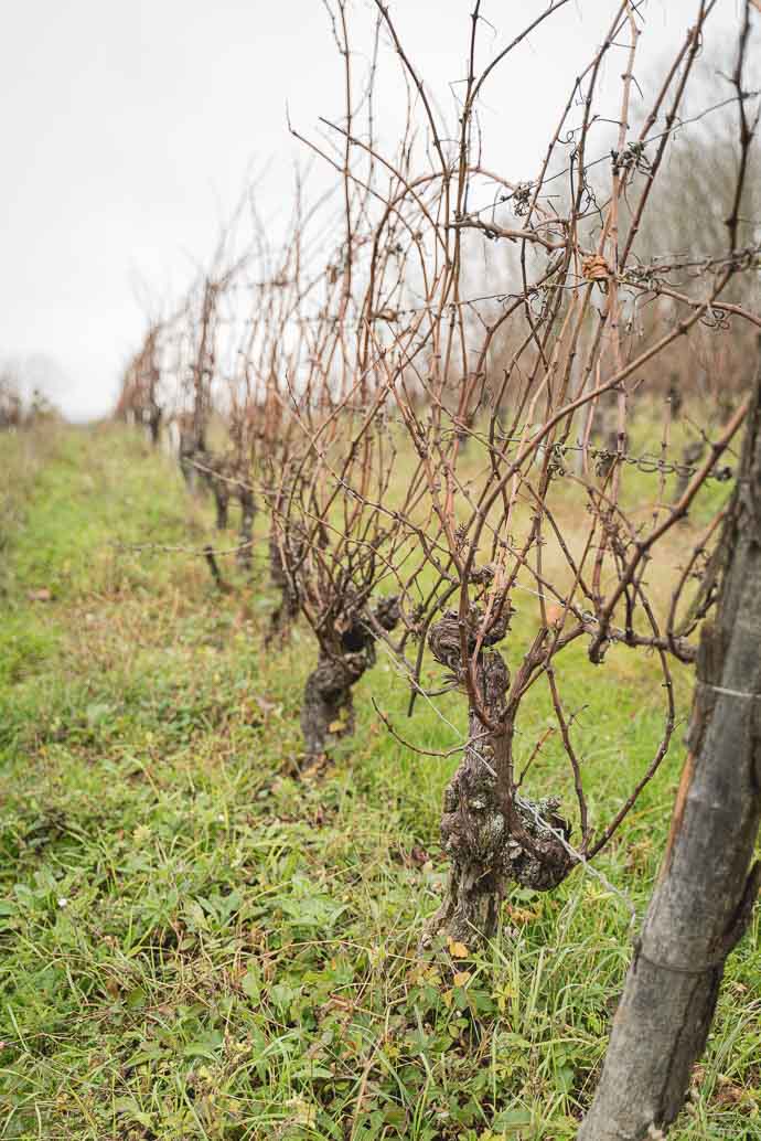 Vignes BIO du Domaine Eric & Bérangère Thill