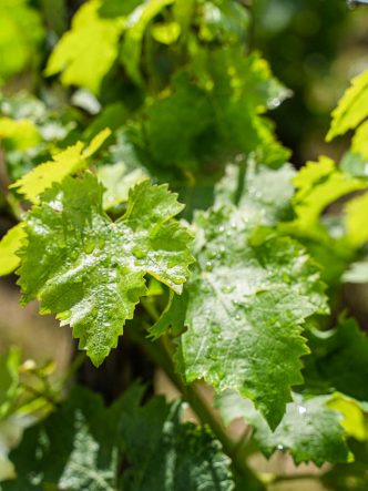 Feuille de vigne en Anjou