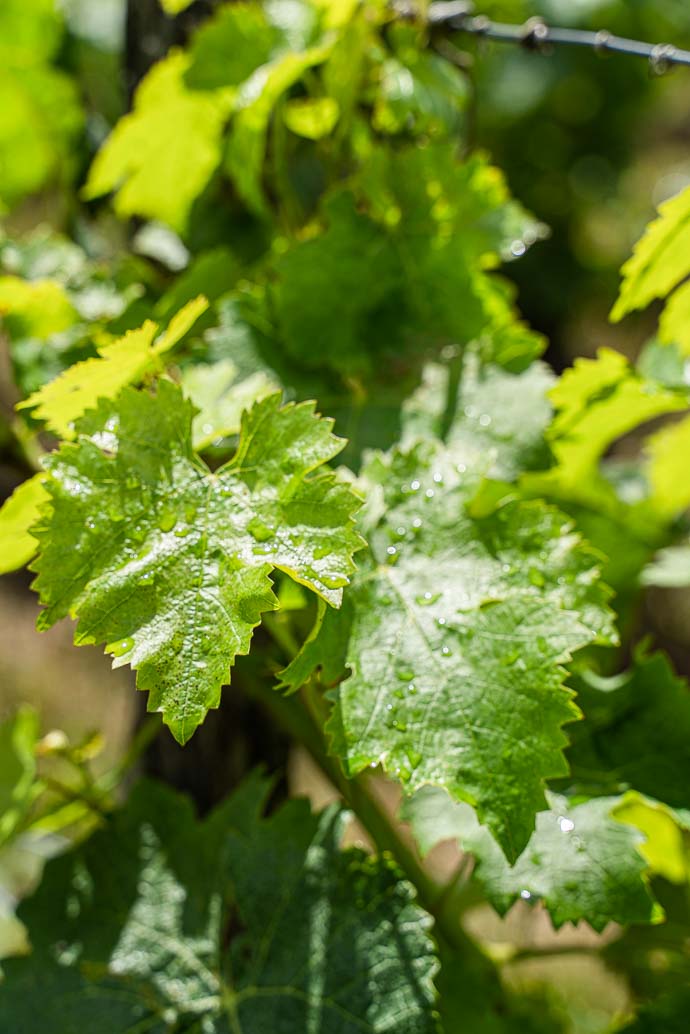 Feuille de vigne en Anjou