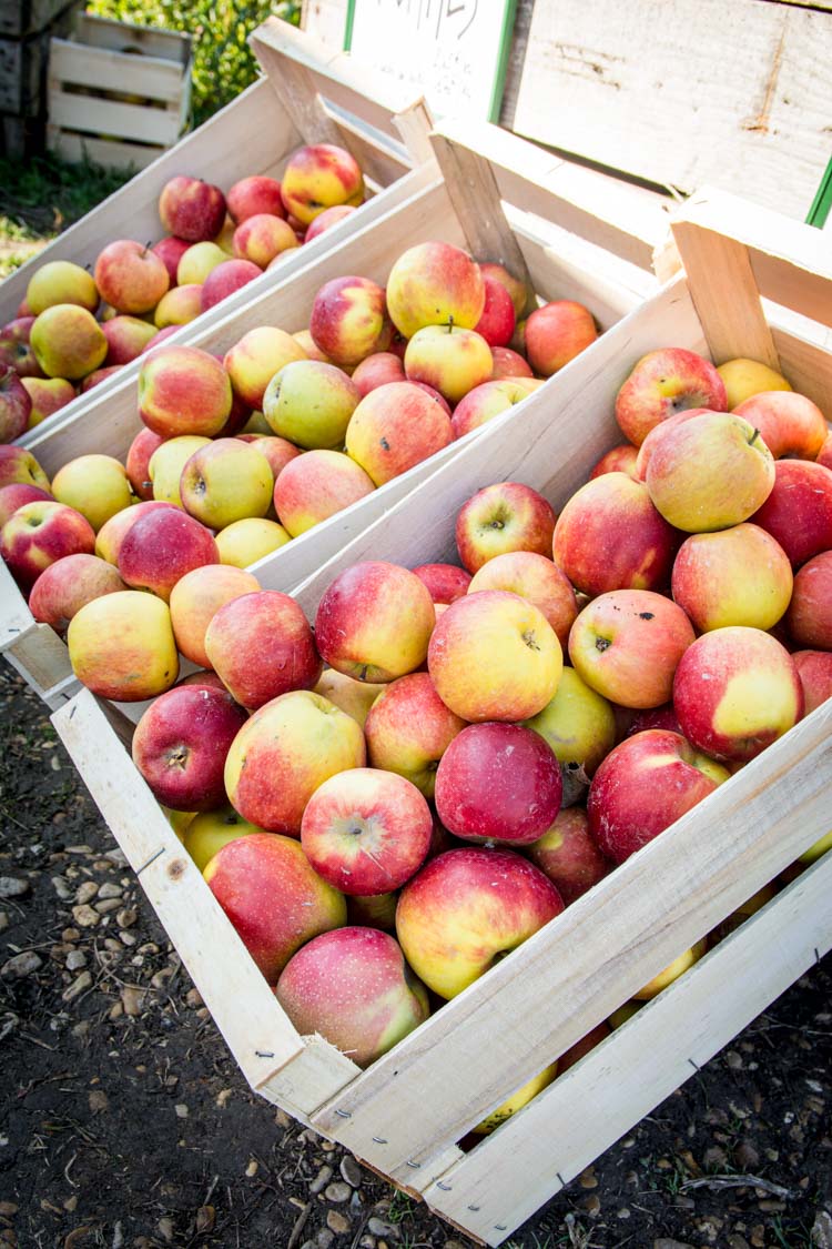 Comment cuisiner les fruits & légumes frais ?