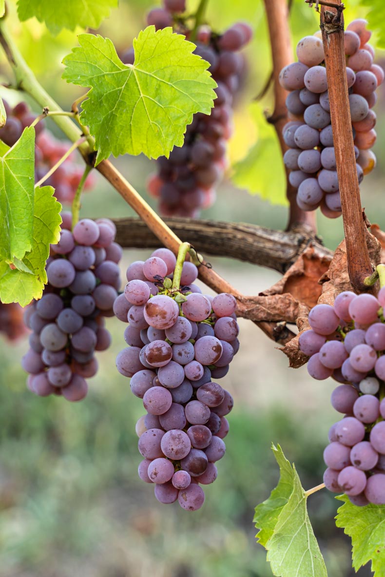 Grappe de Fié gris ou Sauvignon Gris, cépage endémique de la Vienne